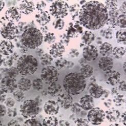 品質  Protein Purification Magnetic Agarose Beads 10 - 30 μm 20% Volume Ratio 50 mL 工場