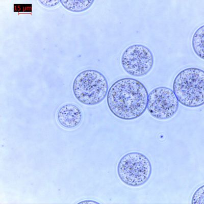 品質  Agrose Magnetic Beads Protein Purification 30 μm 10% Volume Ratio 100 mL 工場