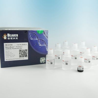 BEAVER GST 融合タンパク質浄化ビーズ GSH 磁石ビーズ タンパク質浄化 新しい機能材料 GSHキット設計 GST タンパク質浄化