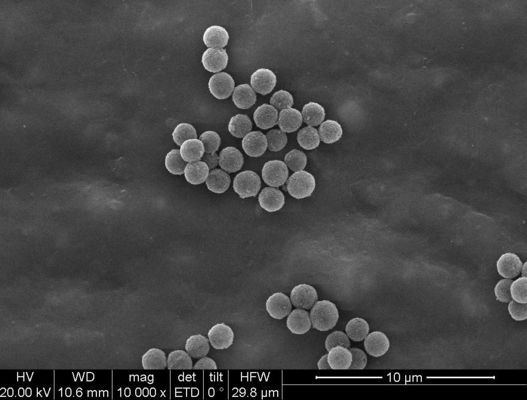 調査の捕獲を分類する化学ルミネセンスの細胞のための1μm Streptavidinの磁気ビード
