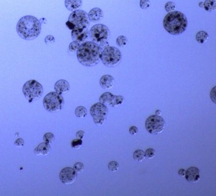 5つのmLの蛋白質の浄化30のための磁気アガロースのビード- 150 μm 20%の容積の比率