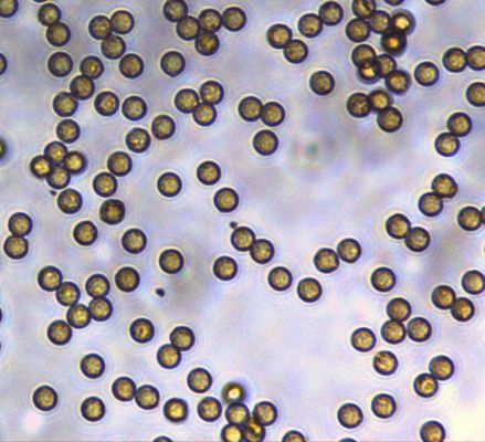 Chemiluminescence10 mg/mlのための5μmのStreptavidin SA Magbeads 10のmL