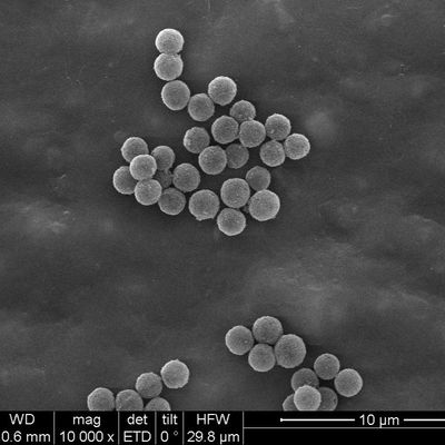 SA Streptavidinは10のmg/ml調査の捕獲のための磁気ビード300nmを100つのmL内部に閉じ込めた