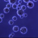 蛋白質の浄化10%の容積の比率のためのAgrose蛋白質Aの磁気ビード500のmL