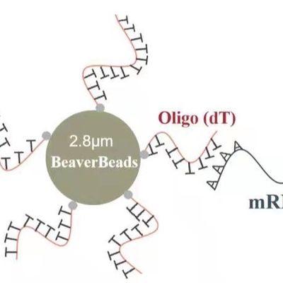 2つのmL 2.8のμm Oligo dTの磁気ビードは良質mRNAを捕獲する