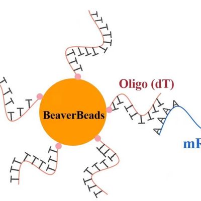 1mL 2.8 μm DNAの図書館の構造キットのFDAのためのOligo dTの磁気ビード