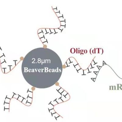 5つのmL 2.8のμm Oligo dTの磁気ビードDNAの図書館の構造キットの捕獲良質mRNA