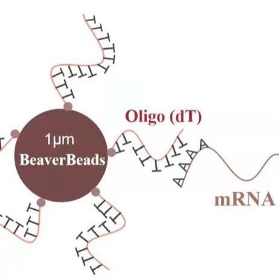 5つのmL 1のμmの磁気ビードDNAの図書館の構造キットOligo dTはmRNA多Aを結合する