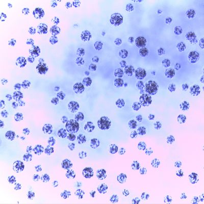 5つのmLの蛋白質の浄化30のための磁気アガロースのビード- 150 μm 20%の容積の比率